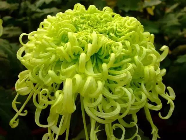 各个省市的市花(全国56市市花)(2)