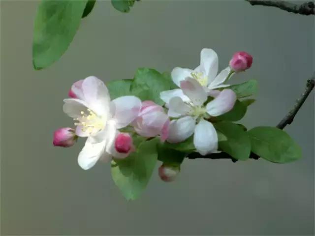 各个省市的市花(全国56市市花)(42)