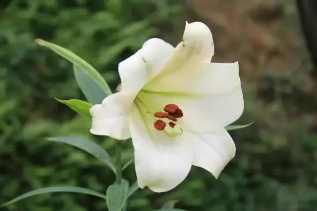 各个省市的市花(全国56市市花)(58)