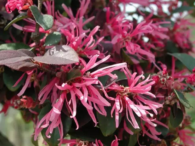 各个省市的市花(全国56市市花)(47)