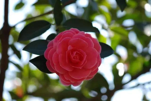 各个省市的市花(全国56市市花)(53)