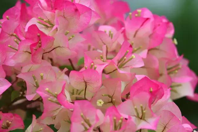 各个省市的市花(全国56市市花)(49)