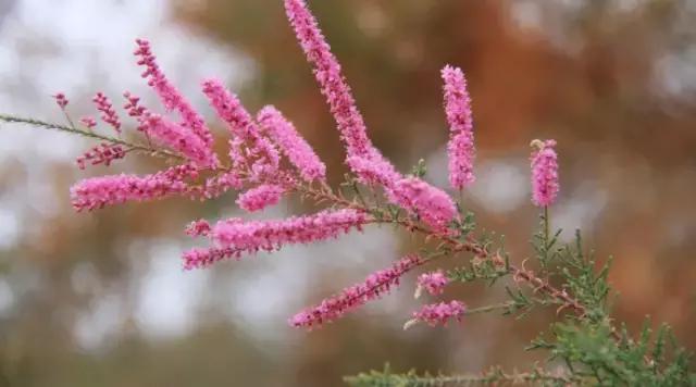 各个省市的市花(全国56市市花)(43)