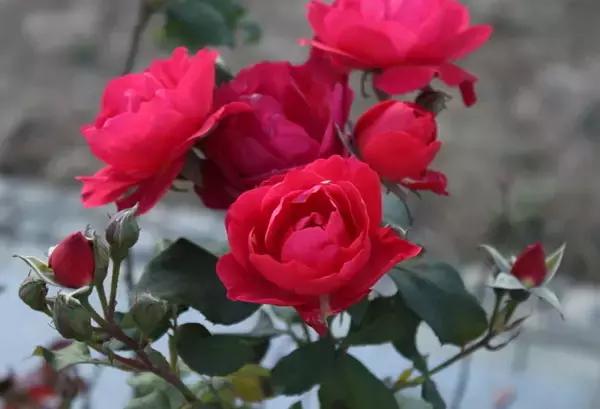 各个省市的市花(全国56市市花)(30)