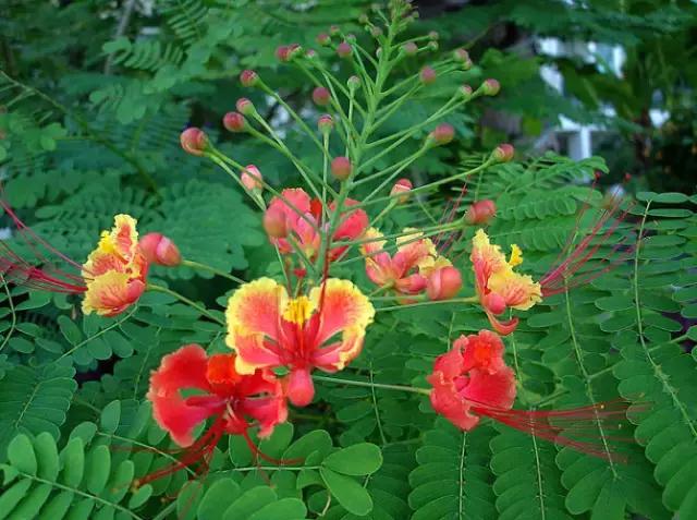 各个省市的市花(全国56市市花)(60)