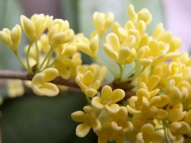 各个省市的市花(全国56市市花)(20)