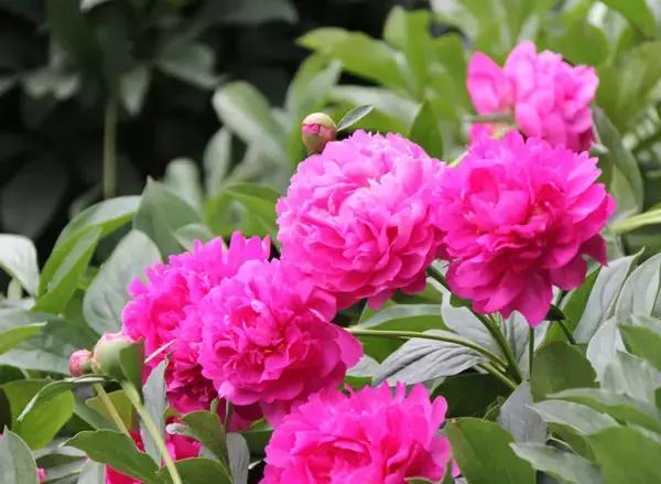 各个省市的市花(全国56市市花)(23)