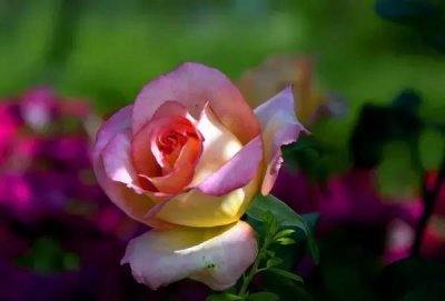 ​各个省市的市花（全国56市市花）