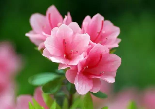 各个省市的市花(全国56市市花)(10)