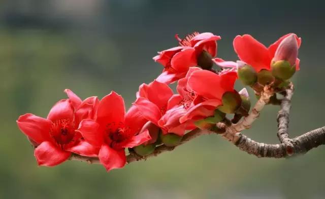 各个省市的市花(全国56市市花)(5)