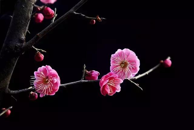 各个省市的市花(全国56市市花)(14)