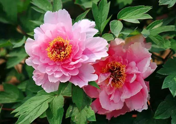 各个省市的市花(全国56市市花)(24)