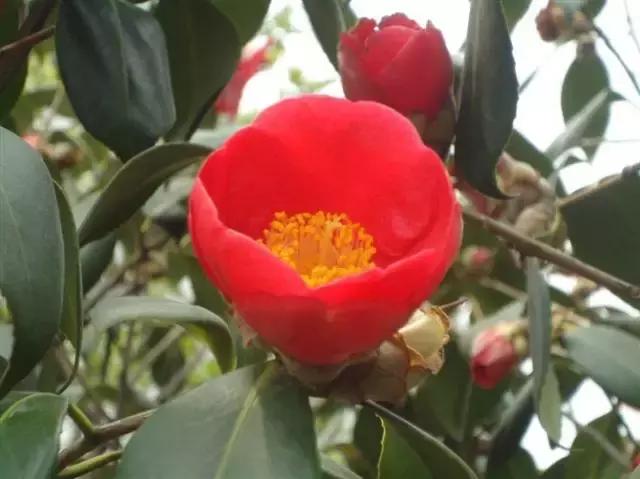 各个省市的市花(全国56市市花)(29)