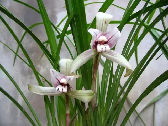 各个省市的市花(全国56市市花)(17)