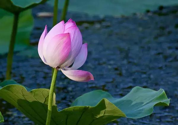 各个省市的市花(全国56市市花)(50)