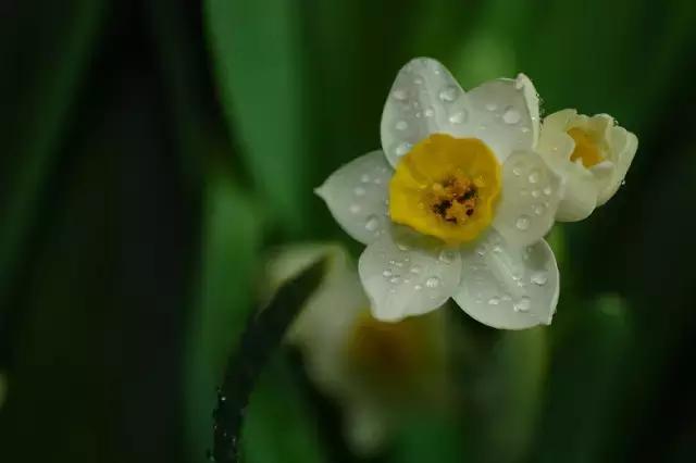 各个省市的市花(全国56市市花)(27)