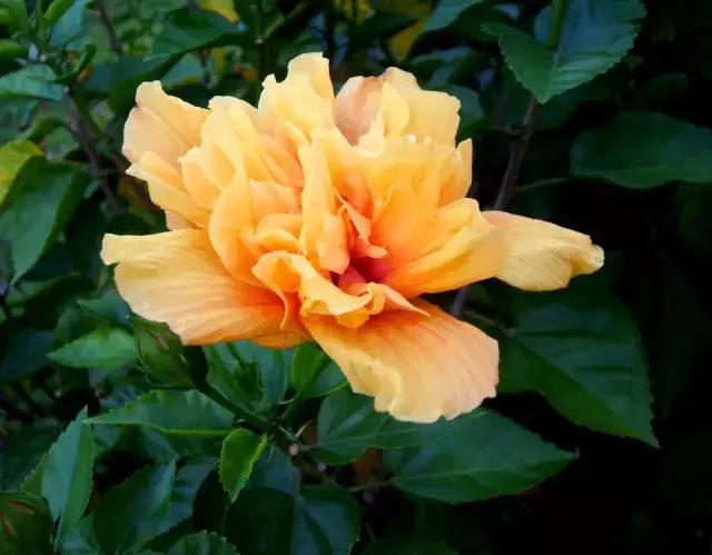 各个省市的市花(全国56市市花)(21)