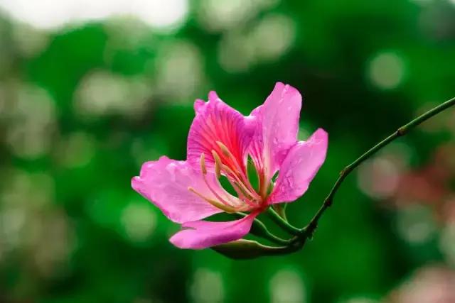 各个省市的市花(全国56市市花)(8)