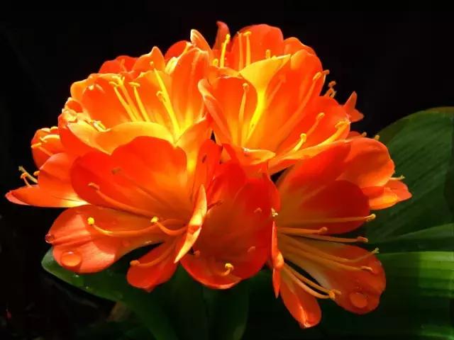 各个省市的市花(全国56市市花)(13)