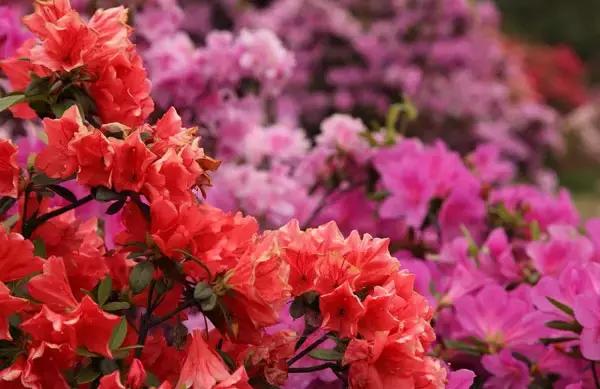 各个省市的市花(全国56市市花)(39)