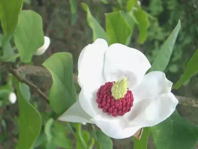 各个省市的市花(全国56市市花)(59)