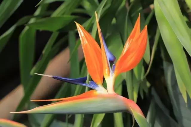 各个省市的市花(全国56市市花)(57)