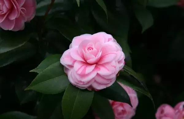 各个省市的市花(全国56市市花)(45)