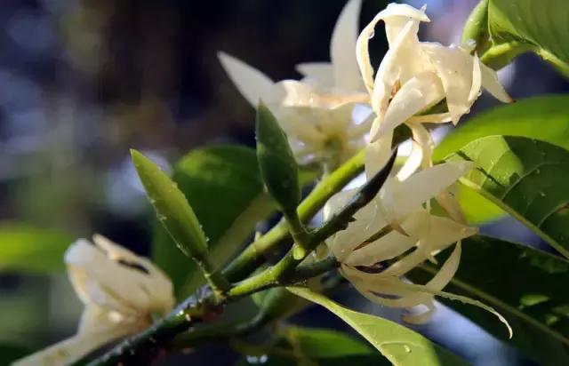 各个省市的市花(全国56市市花)(62)