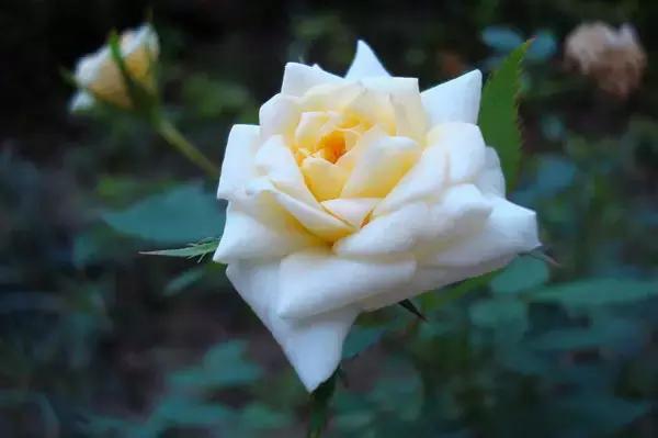 各个省市的市花(全国56市市花)(46)