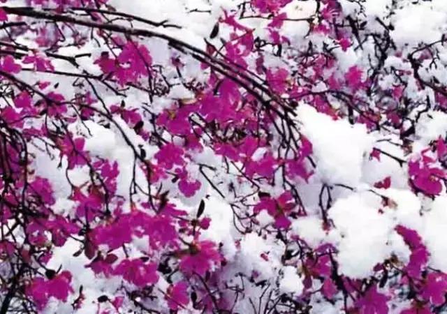 各个省市的市花(全国56市市花)(41)