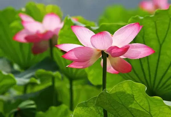 各个省市的市花(全国56市市花)(40)