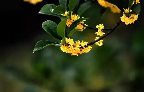 各个省市的市花(全国56市市花)(35)