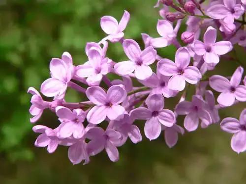 各个省市的市花(全国56市市花)(7)