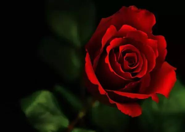 各个省市的市花(全国56市市花)(52)