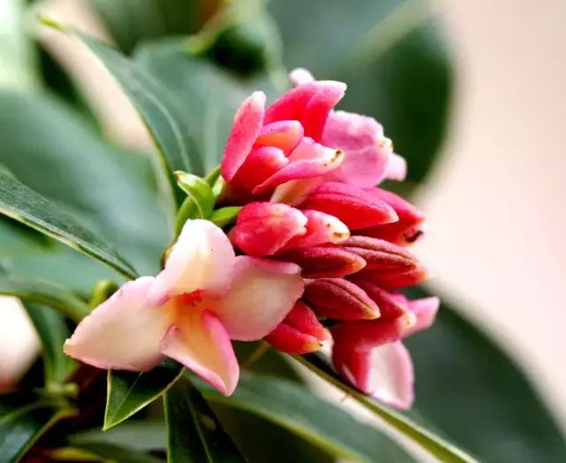 各个省市的市花(全国56市市花)(37)