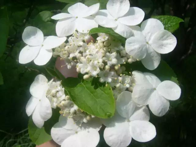 各个省市的市花(全国56市市花)(22)