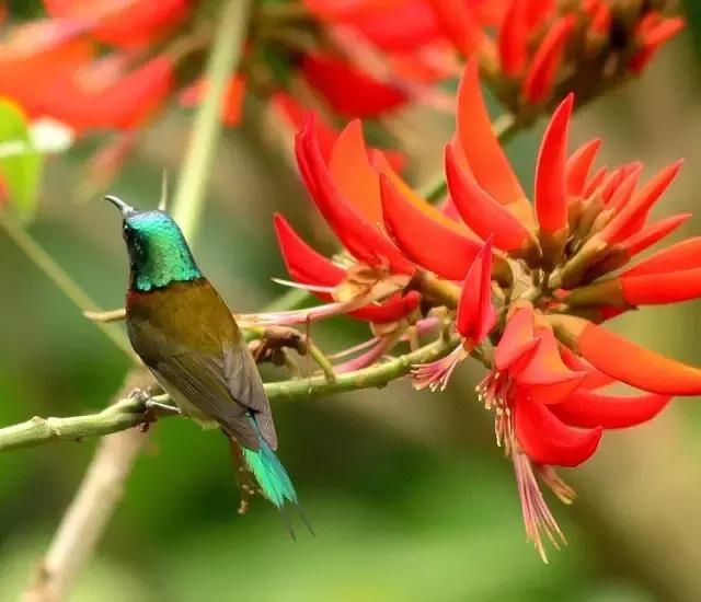 各个省市的市花(全国56市市花)(28)