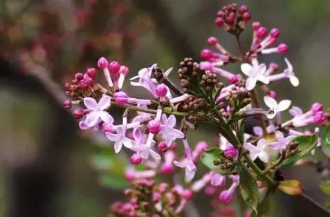 各个省市的市花(全国56市市花)(56)