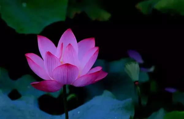 各个省市的市花(全国56市市花)(44)