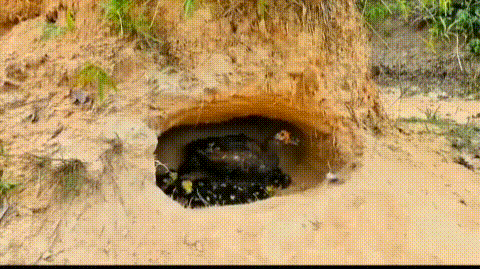 为什么鳄鱼捕食的时候会流眼泪(动物界的伪君子)(3)