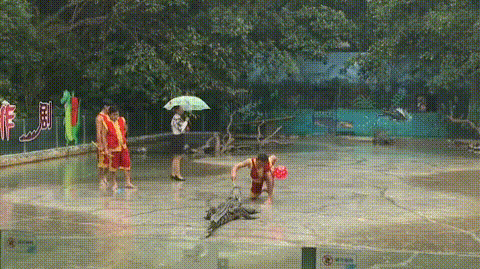 为什么鳄鱼捕食的时候会流眼泪(动物界的伪君子)(1)