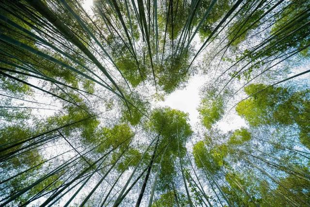 清远天子山旅游景点(清远天子山瀑布景区)(12)