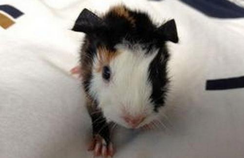 缎毛白色凤冠天竺鼠要怎么养?