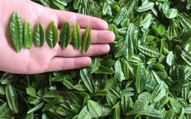 安徽著名茶叶有哪些茶（安徽名茶那么多）(3)