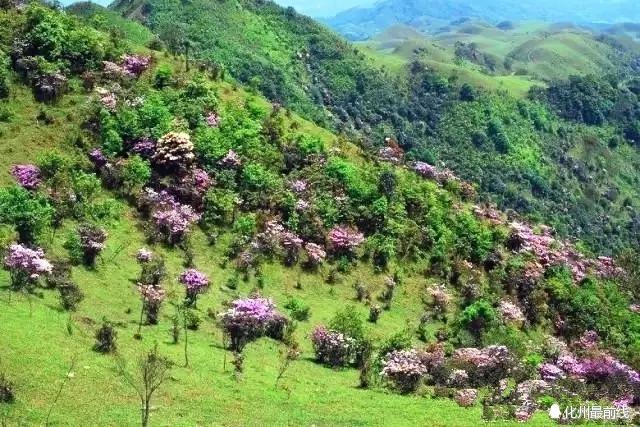 高州旅游攻略地图（游尽高州20个美景）(14)