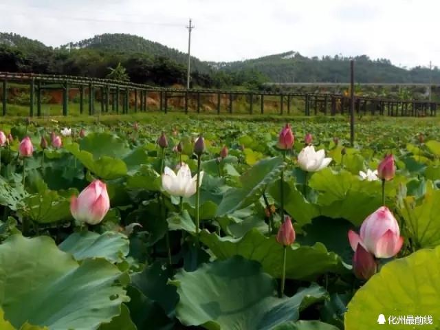 高州旅游攻略地图（游尽高州20个美景）(16)