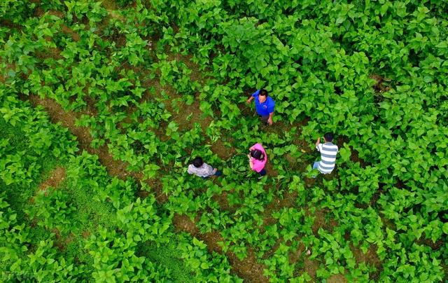 蚕的养殖技术及注意事项(桑蚕养殖技术要点)(6)