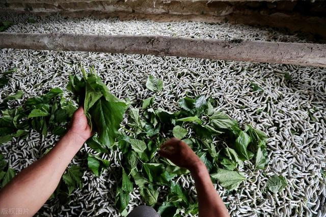 蚕的养殖技术及注意事项(桑蚕养殖技术要点)(8)