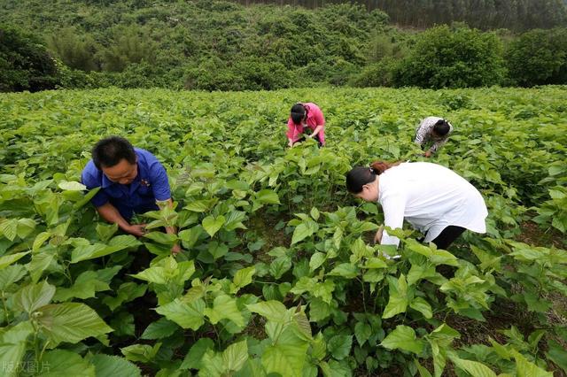 蚕的养殖技术及注意事项(桑蚕养殖技术要点)(7)