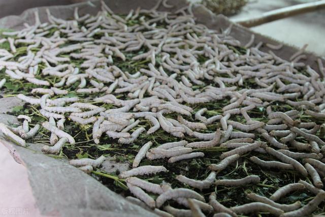 蚕的养殖技术及注意事项(桑蚕养殖技术要点)(5)